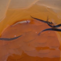 オリジナルメーカー海づり公園(市原市海づり施設) 釣果