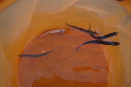 オリジナルメーカー海づり公園(市原市海づり施設) 釣果