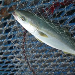 オリジナルメーカー海づり公園(市原市海づり施設) 釣果