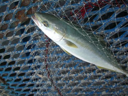 オリジナルメーカー海づり公園(市原市海づり施設) 釣果