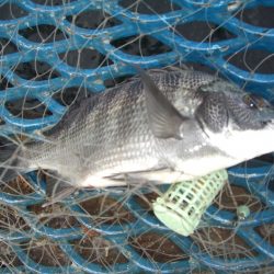 オリジナルメーカー海づり公園(市原市海づり施設) 釣果