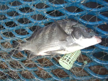 オリジナルメーカー海づり公園(市原市海づり施設) 釣果