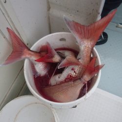 遊漁船ブルーウッズ 釣果