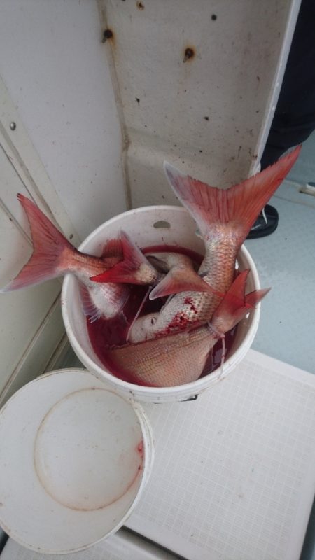 遊漁船ブルーウッズ 釣果