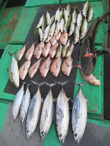 真祐丸 （しんゆうまる） 釣果