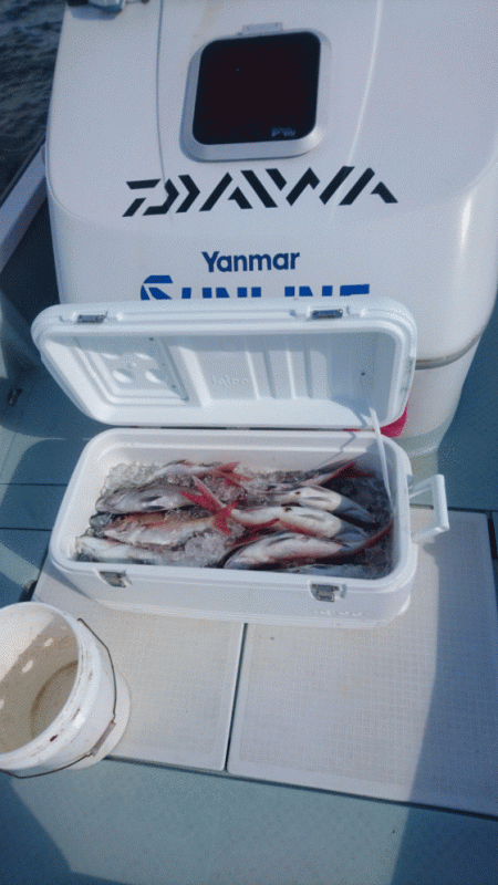 遊漁船ブルーウッズ 釣果