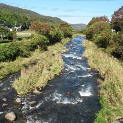 狩野川(狩野川漁業協同組合) 釣果
