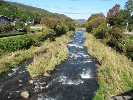 狩野川(狩野川漁業協同組合) 釣果