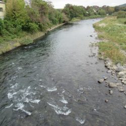 狩野川(狩野川漁業協同組合) 釣果