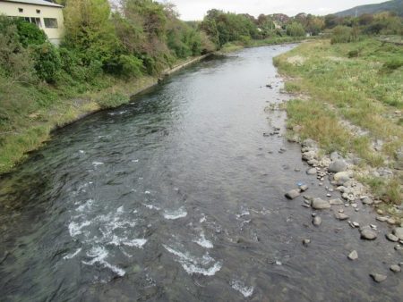 狩野川(狩野川漁業協同組合) 釣果