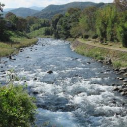 狩野川(狩野川漁業協同組合) 釣果