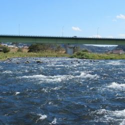 狩野川(狩野川漁業協同組合) 釣果