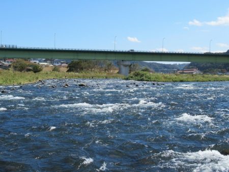 狩野川（狩野川漁業協同組合） 釣果