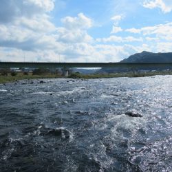 狩野川(狩野川漁業協同組合) 釣果