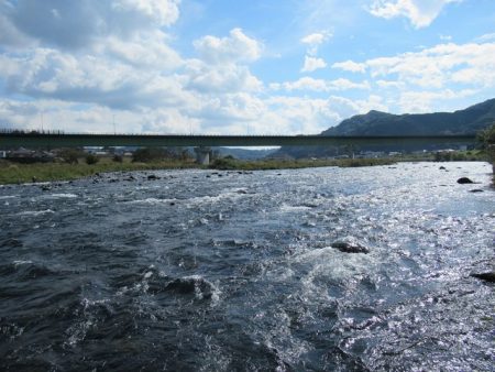 狩野川（狩野川漁業協同組合） 釣果