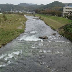 狩野川(狩野川漁業協同組合) 釣果