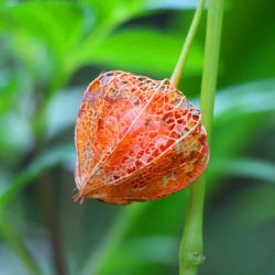 小菅トラウトガーデン 釣果