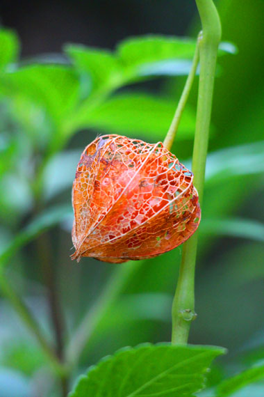 小菅トラウトガーデン 釣果