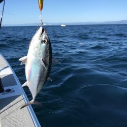 へいみつ丸 釣果