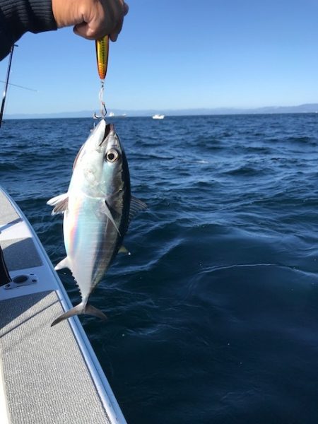へいみつ丸 釣果