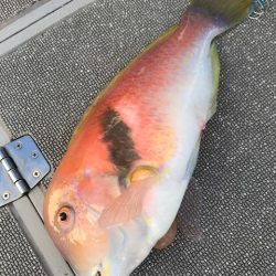 へいみつ丸 釣果