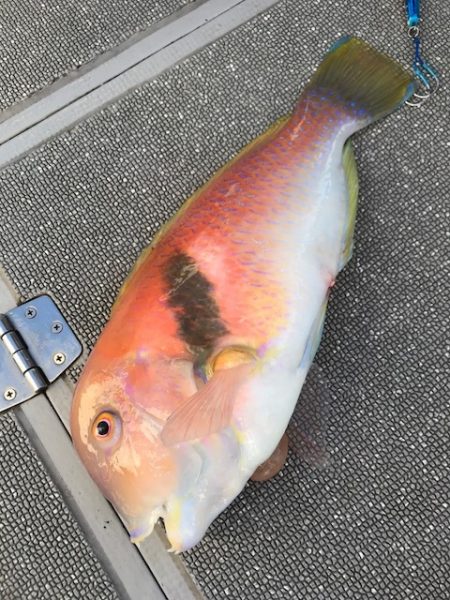 へいみつ丸 釣果