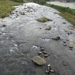 狩野川(狩野川漁業協同組合) 釣果