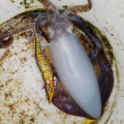 遊漁船 ニライカナイ 釣果