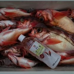 大進丸(新潟) 釣果