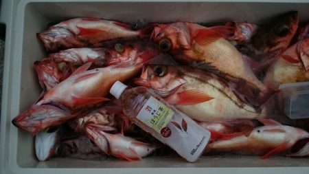 大進丸(新潟) 釣果