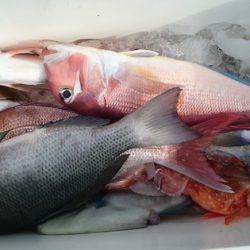 大進丸(新潟) 釣果