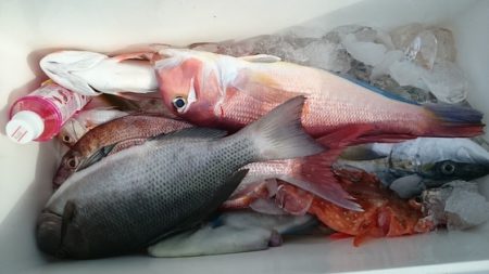 大進丸(新潟) 釣果