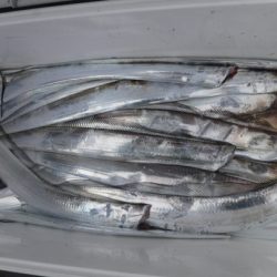 遊漁船 幸友丸 釣果