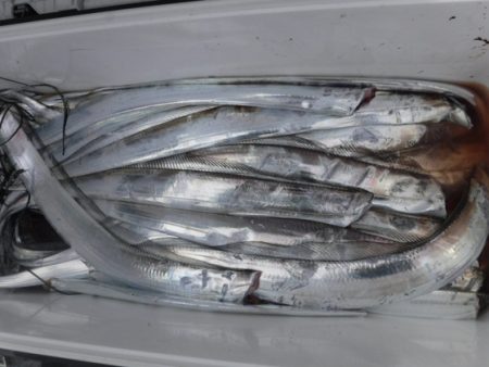 遊漁船 幸友丸 釣果