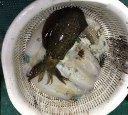 さぶろう丸 釣果