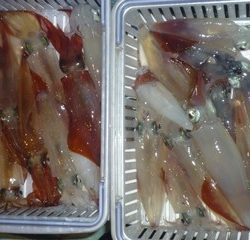 松福丸 釣果