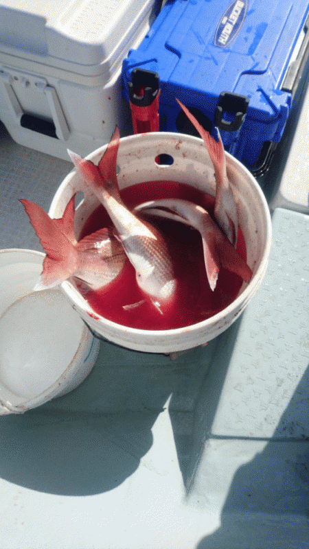 遊漁船ブルーウッズ 釣果