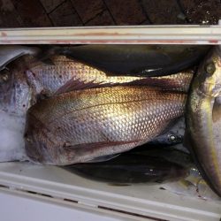 幸風（さちかぜ） 釣果