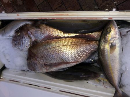 幸風（さちかぜ） 釣果