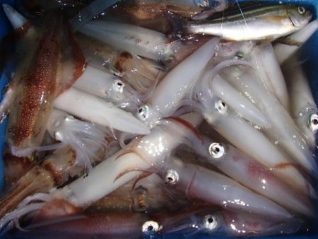 第二むつ漁丸 釣果