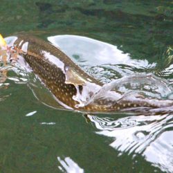 小菅トラウトガーデン 釣果