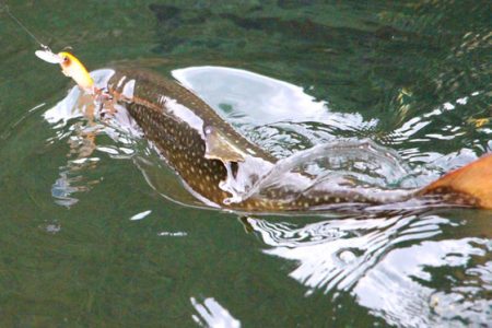 小菅トラウトガーデン 釣果