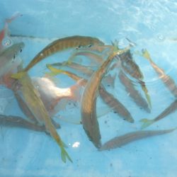 こうゆう丸 釣果