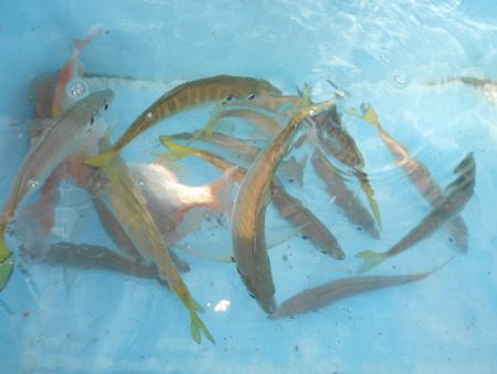 こうゆう丸 釣果