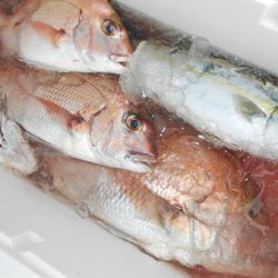 こうゆう丸 釣果