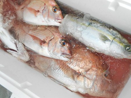 こうゆう丸 釣果