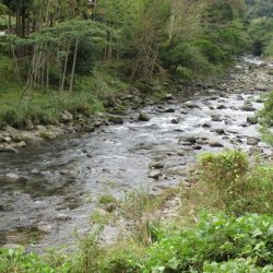 狩野川(狩野川漁業協同組合) 釣果