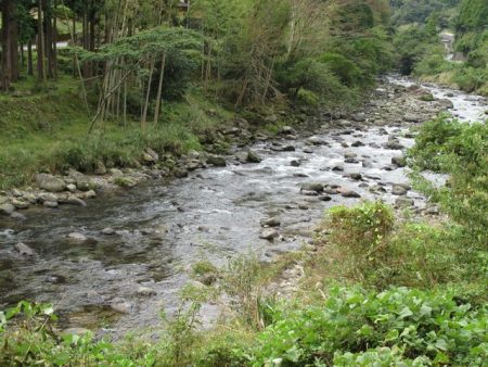 狩野川(狩野川漁業協同組合) 釣果