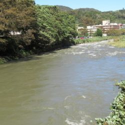 狩野川(狩野川漁業協同組合) 釣果