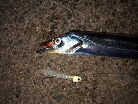 明石ワインド11